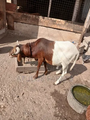 Uda Ram for Meat