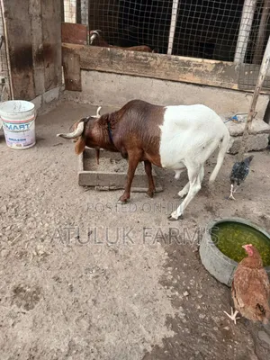 Uda Ram for Meat