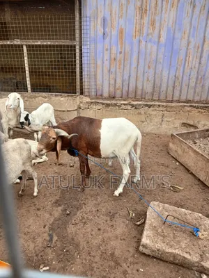 Uda Ram for Meat