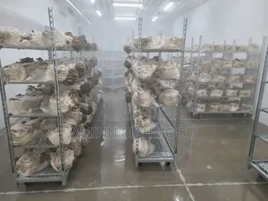 Oyster Mushroom Spawn/Seed