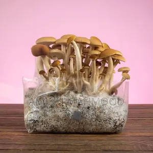 Oyster Mushroom Spawn/Seed