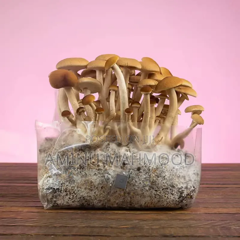 Oyster Mushroom Spawn/Seed