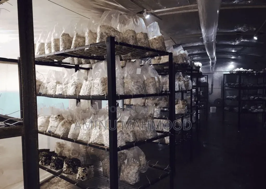 Oyster Mushroom Spawn/Seed