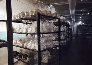 Oyster Mushroom Spawn/Seed