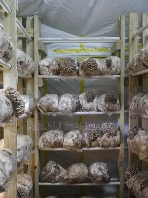 Oyster Mushroom Spawn/Seed