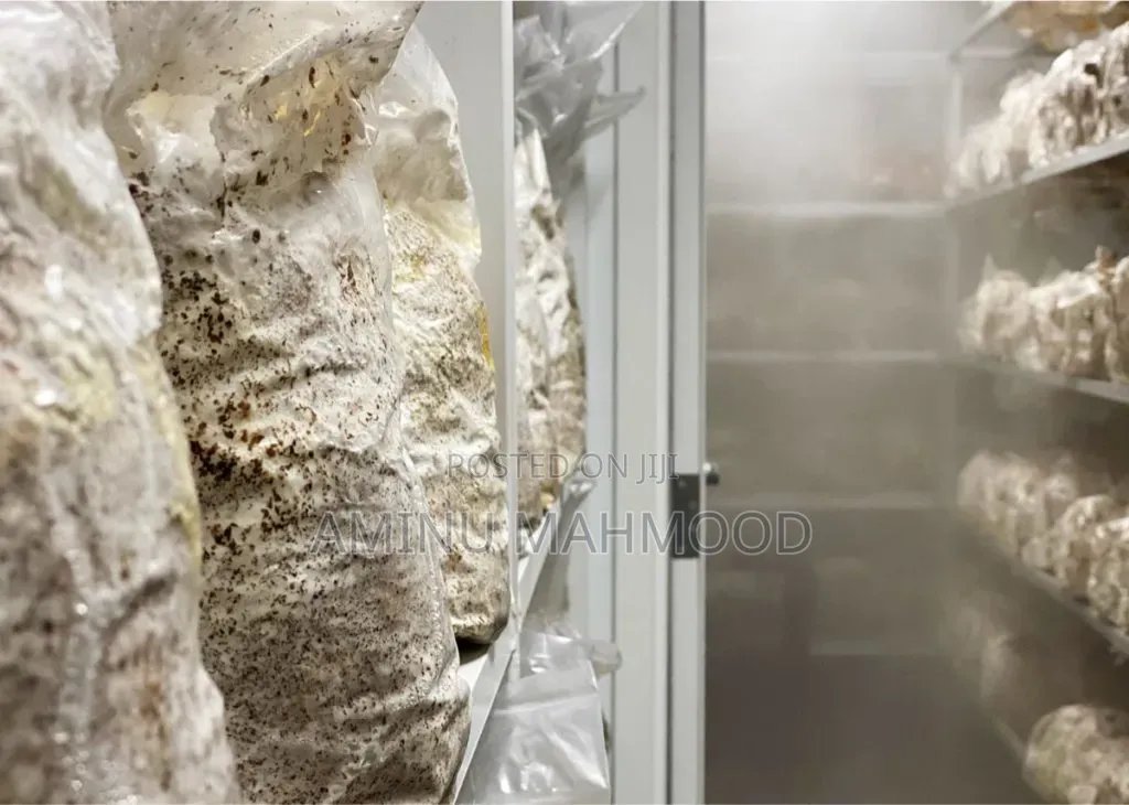 Oyster Mushroom Spawn/Seed
