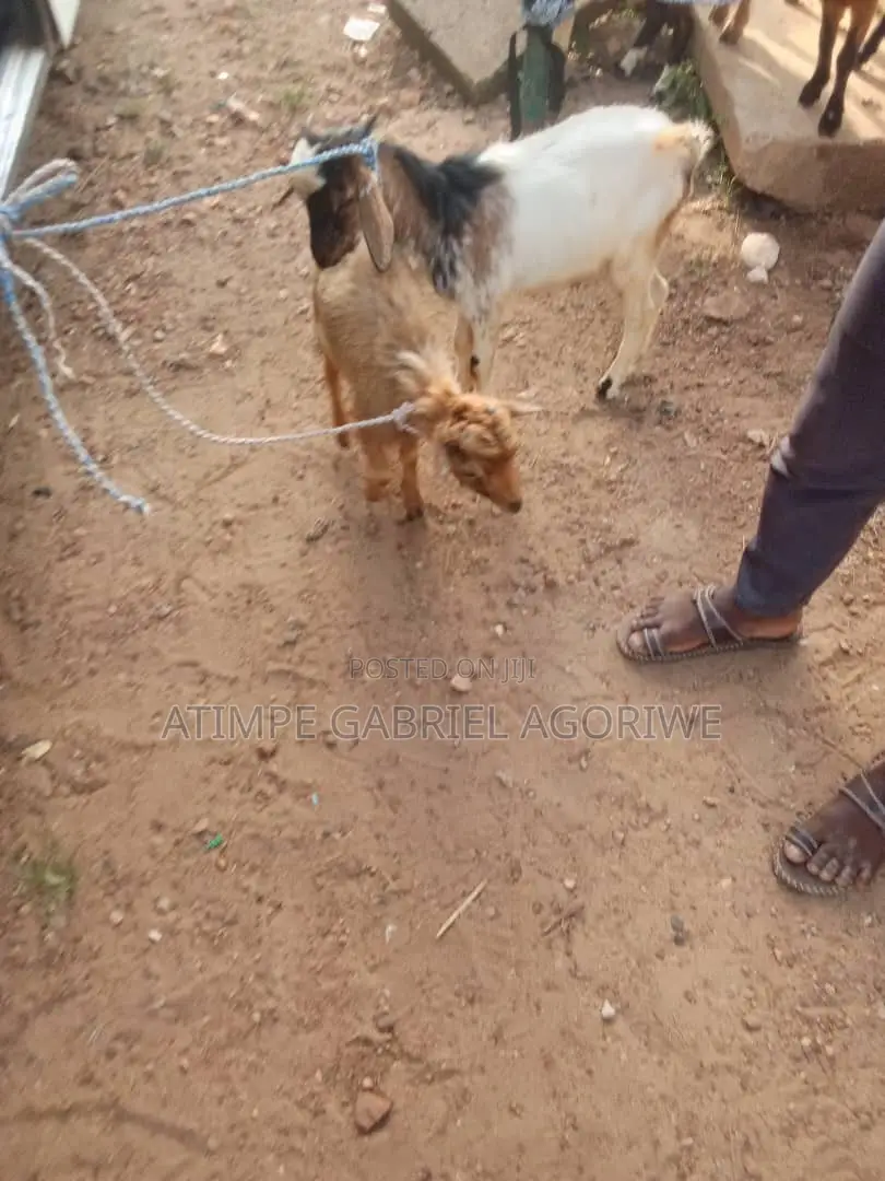 Crossed and Local Breed Billy Goat