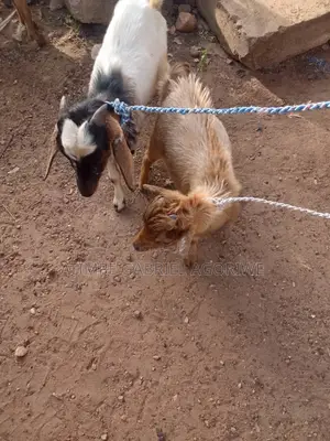 Crossed and Local Breed Billy Goat