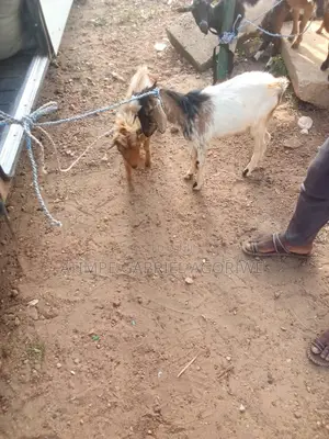 Crossed and Local Breed Billy Goat