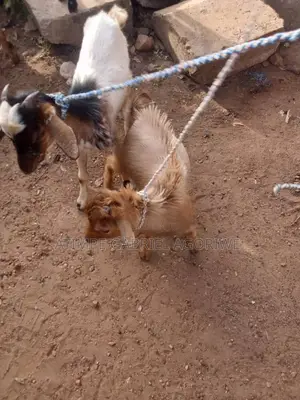 Crossed and Local Breed Billy Goat