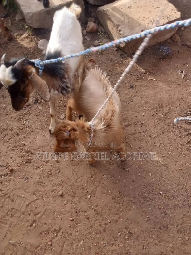 Crossed and Local Breed Billy Goat