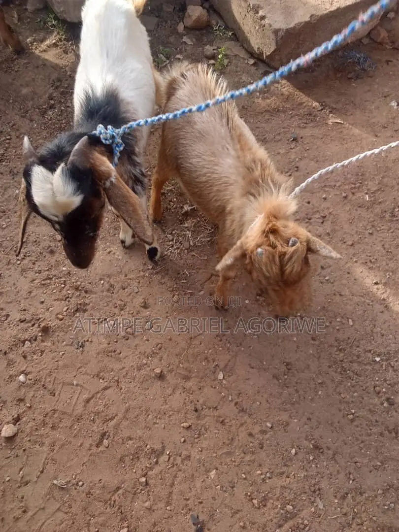 Crossed and Local Breed Billy Goat