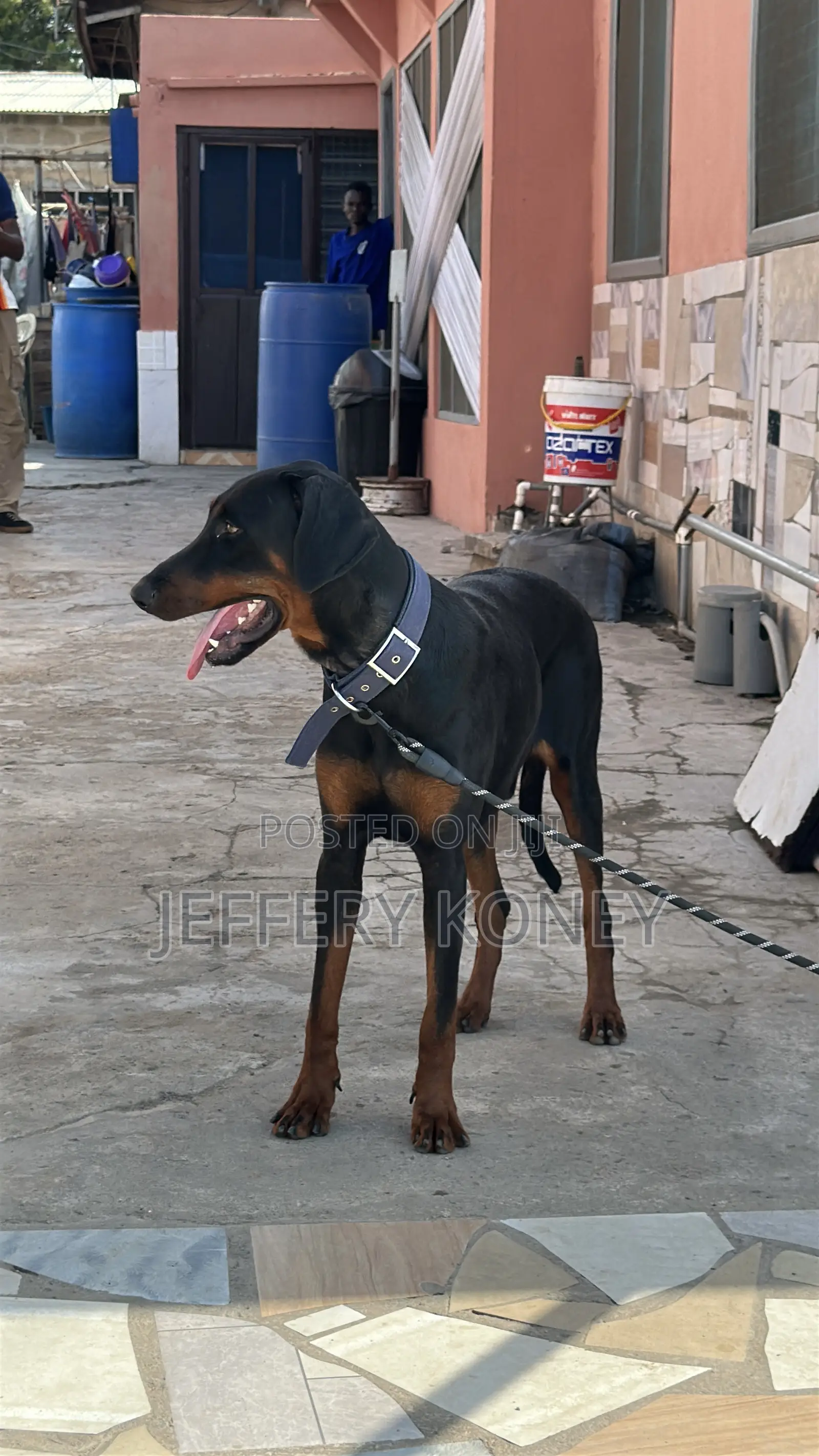 6-12 months Male Purebred Doberman Pinscher