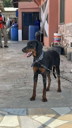 6-12 months Male Purebred Doberman Pinscher