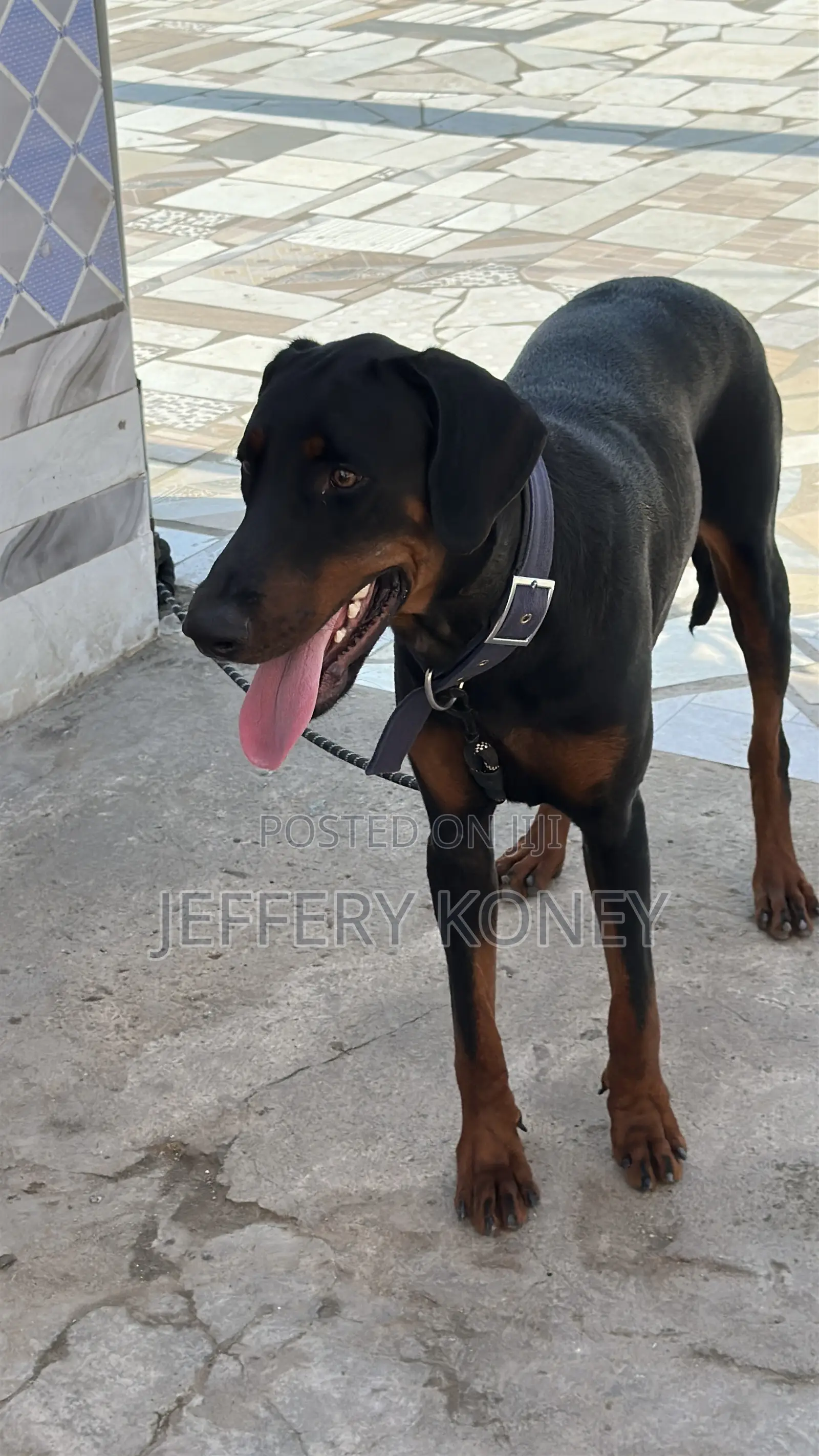 6-12 months Male Purebred Doberman Pinscher