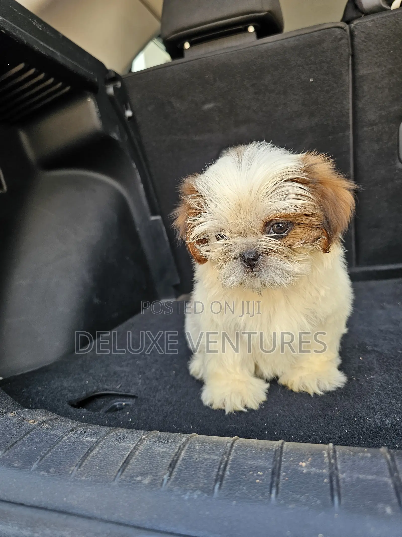 1-3 months Male Purebred Shih Tzu