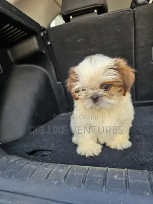 1-3 months Male Purebred Shih Tzu