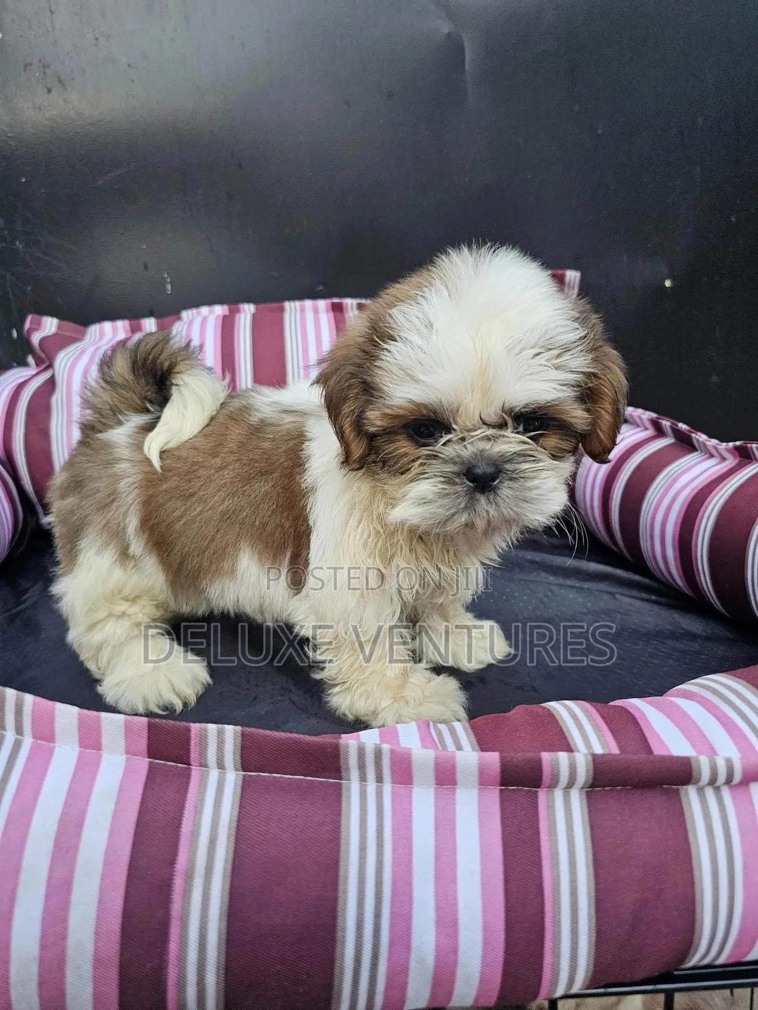 1-3 months Male Purebred Shih Tzu
