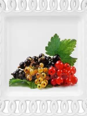 6pcs Plate Set - Square Lattice Design