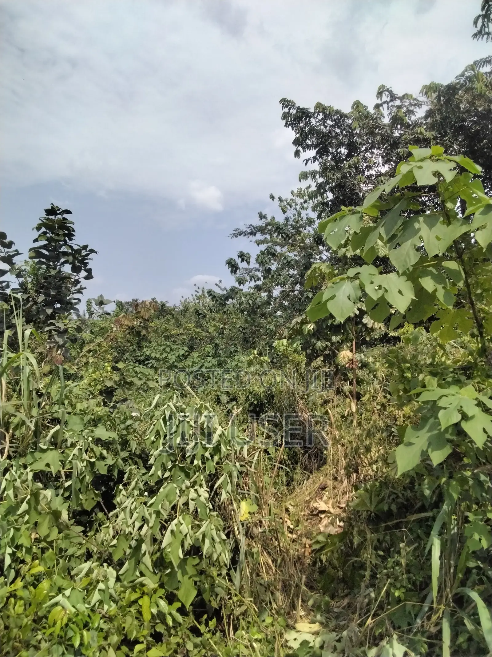 Acres of Farmland at Barekese for Sale