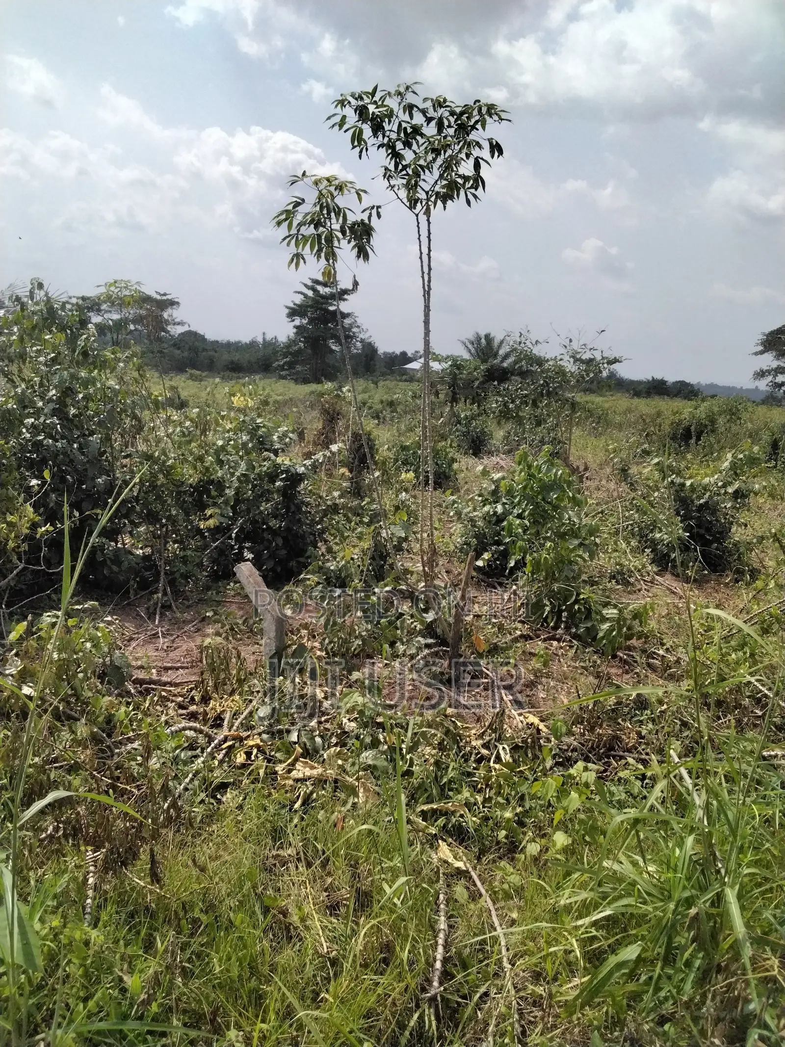 Acres of Farmland at Barekese for Sale