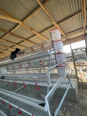 A Type Chicken Cage