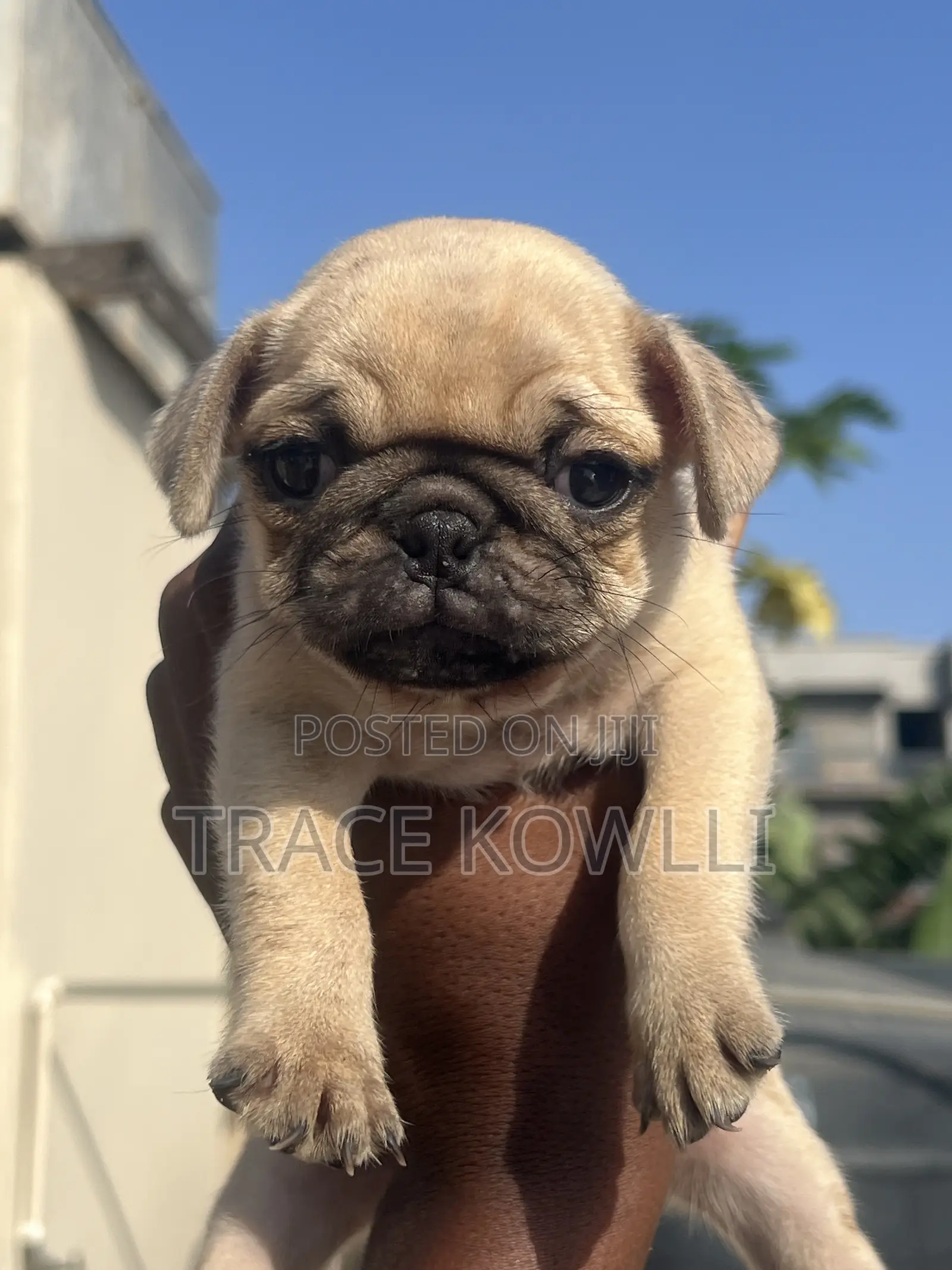 1-3 months Female Purebred Pug