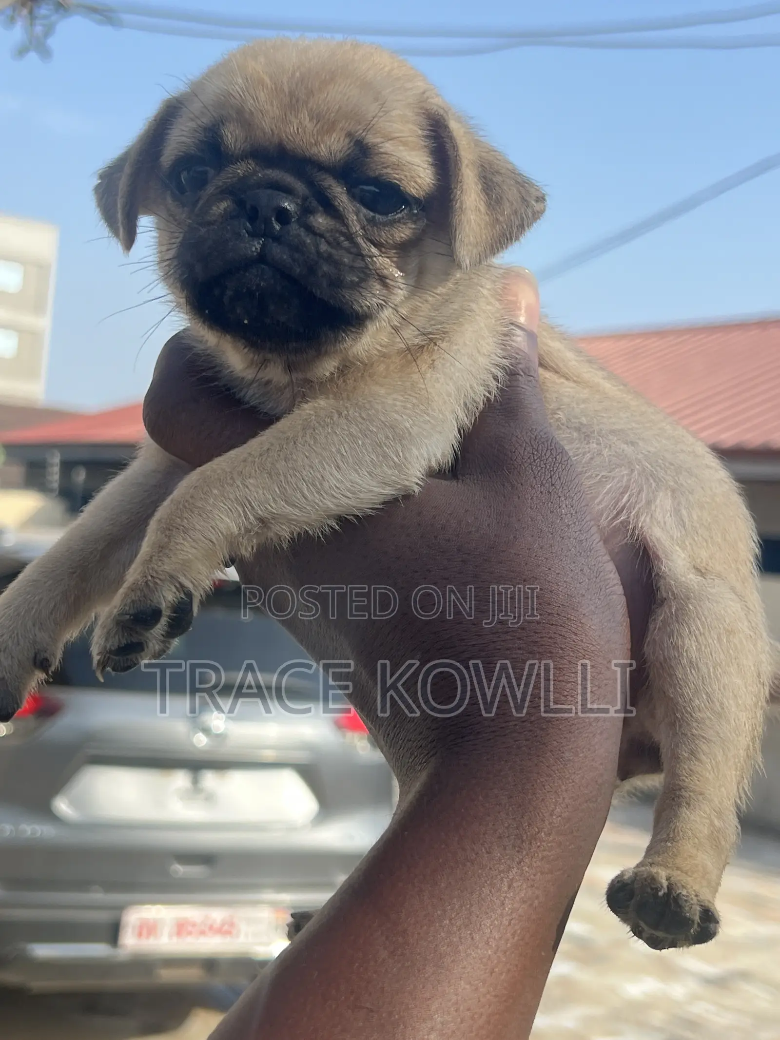 1-3 months Female Purebred Pug