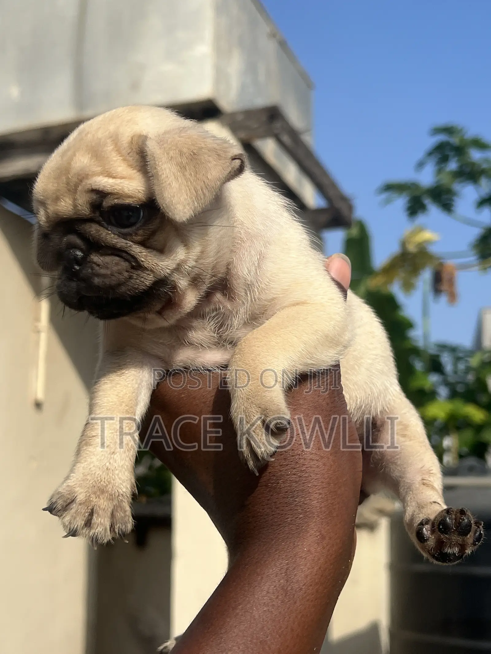 1-3 months Female Purebred Pug
