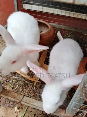 Breedas Hybrid of New Zealand White Rabbit.