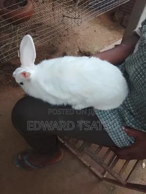 Breedas Hybrid of New Zealand White Rabbit.