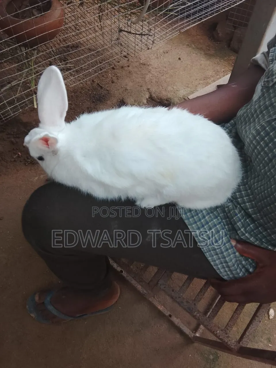 Breedas Hybrid of New Zealand White Rabbit.