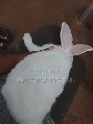 Breedas Hybrid of New Zealand White Rabbit.
