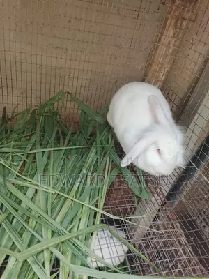 Breedas Hybrid of New Zealand White Rabbit.