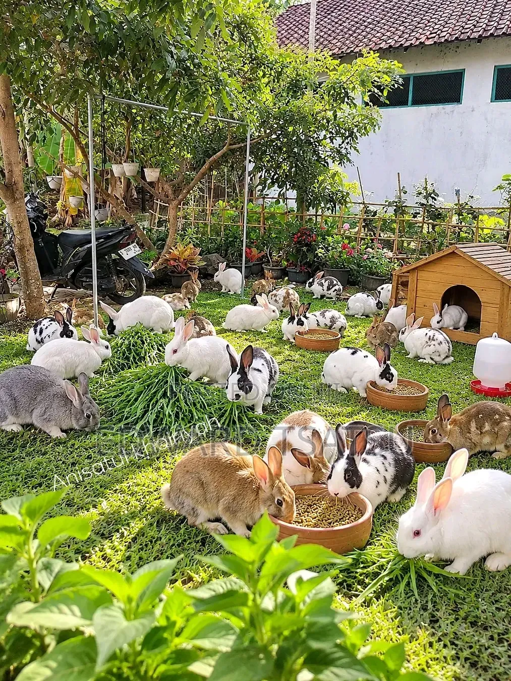 Hybrid Rabbit for a sea.Just Contact and Show Me Your Best Breed