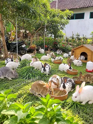 Hybrid Rabbit for a sea.Just Contact and Show Me Your Best Breed