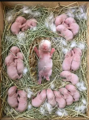 Hybrid Rabbit for a sea.Just Contact and Show Me Your Best Breed