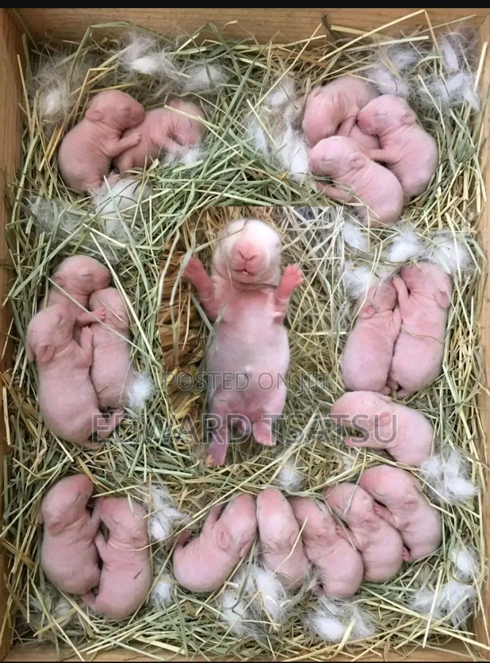 Hybrid Rabbit for a sea.Just Contact and Show Me Your Best Breed