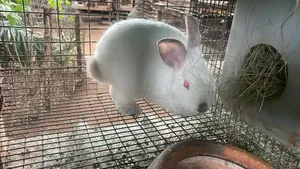 Hybrid Rabbit for a sea.Just Contact and Show Me Your Best Breed