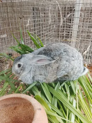 Hybrid Rabbit for a sea.Just Contact and Show Me Your Best Breed