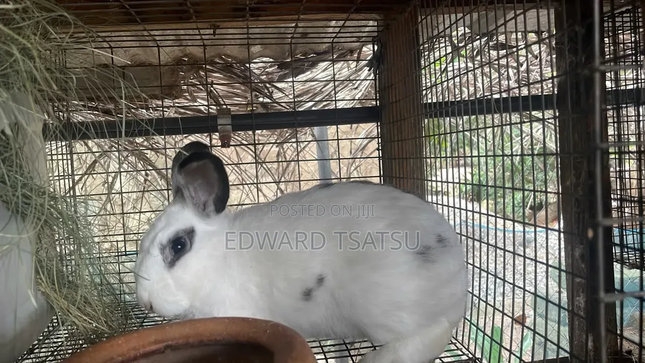 Hybrid Rabbit for a sea.Just Contact and Show Me Your Best Breed