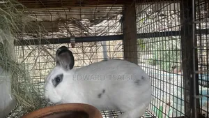 Hybrid Rabbit for a sea.Just Contact and Show Me Your Best Breed