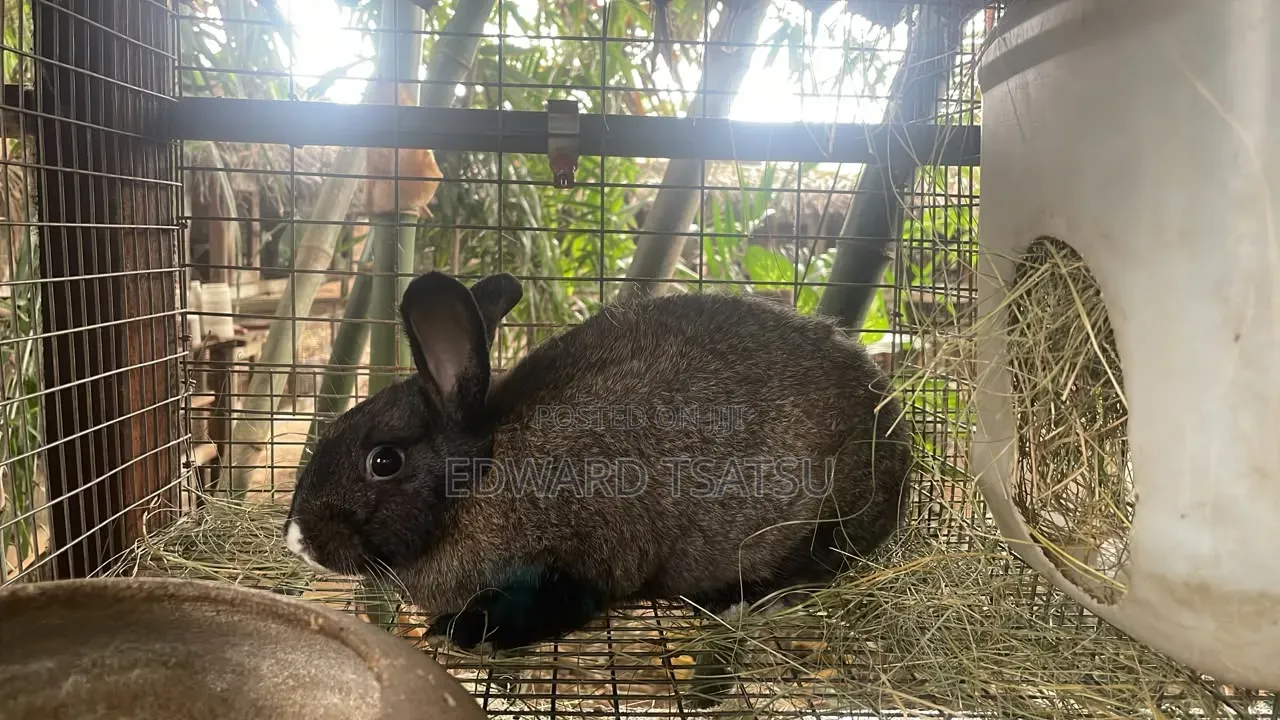 Hybrid Rabbit for a sea.Just Contact and Show Me Your Best Breed