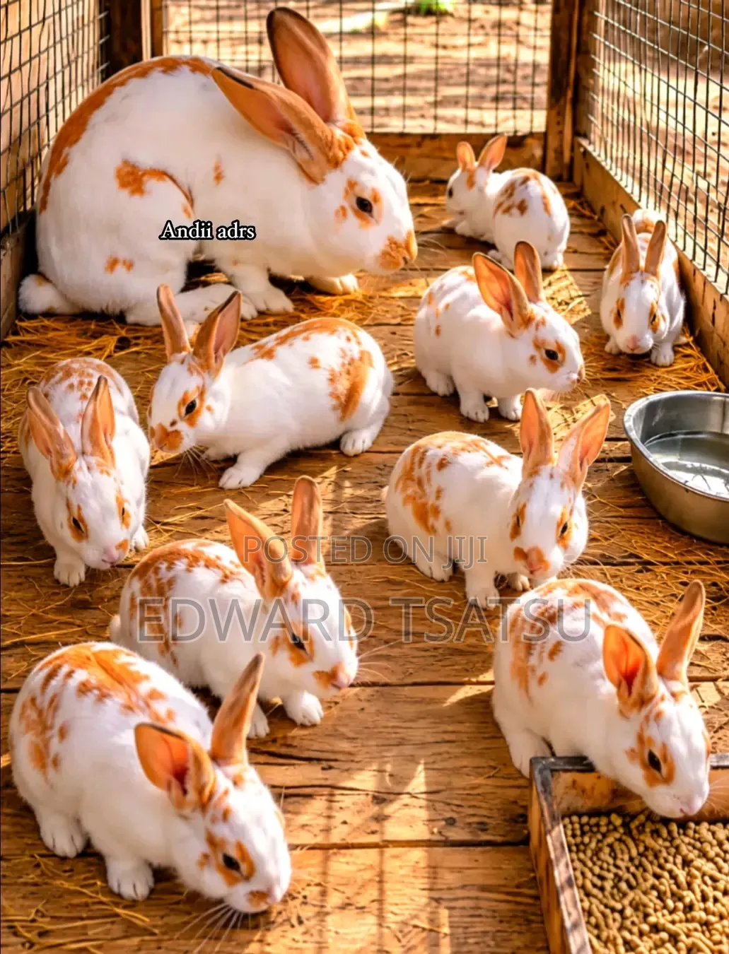 Hybrid Rabbit for a sea.Just Contact and Show Me Your Best Breed