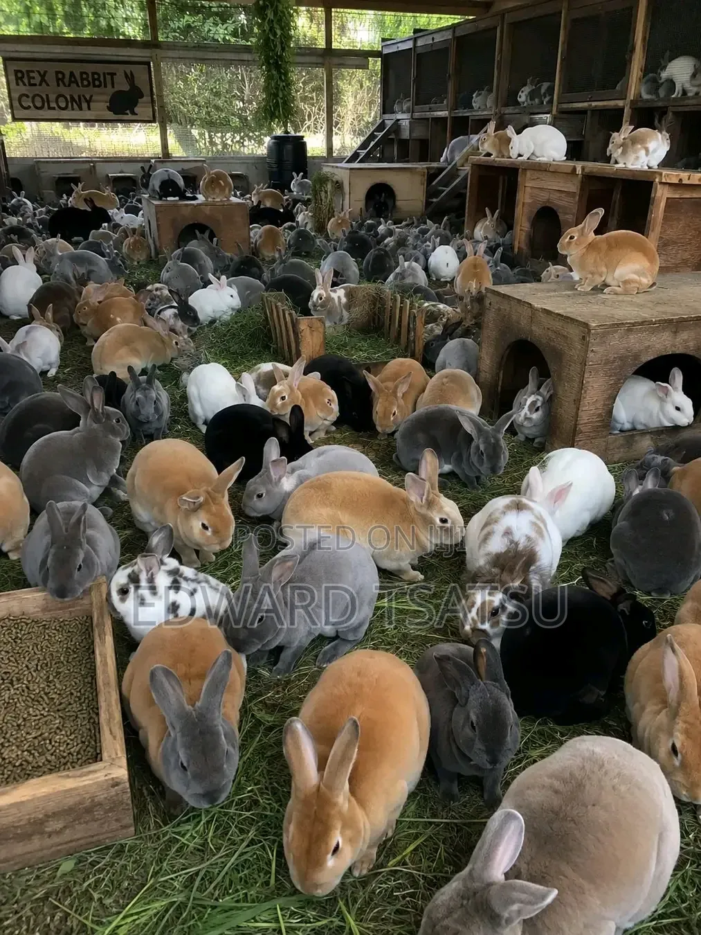 Hybrid Rabbit for a sea.Just Contact and Show Me Your Best Breed