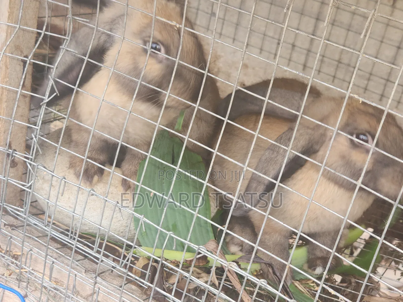 Meet Rabbit