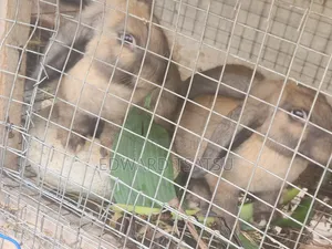 Meet Rabbit