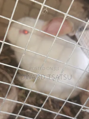 Meet Rabbit