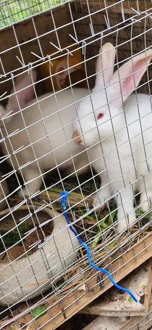Meet Rabbit