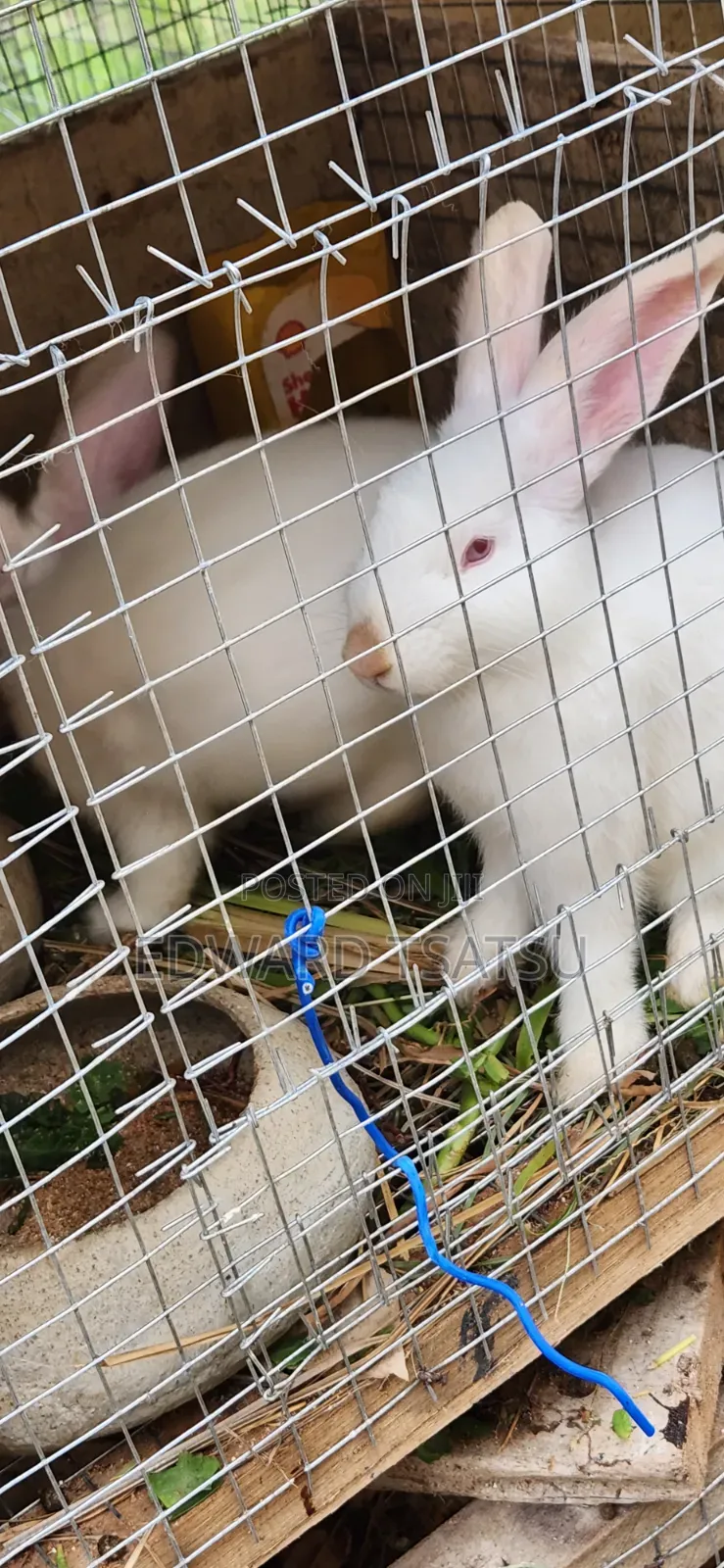 Meet Rabbit